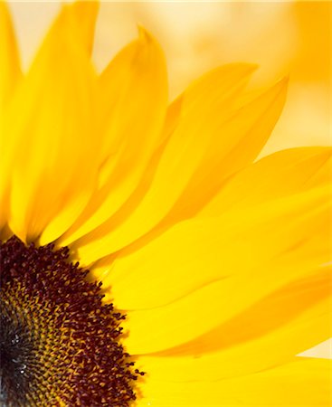 sunflower sun - Sunflower Stock Photo - Rights-Managed, Code: 825-05987133