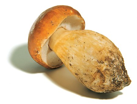 simsearch:825-06048536,k - Cep mushroom Foto de stock - Con derechos protegidos, Código: 825-05987221