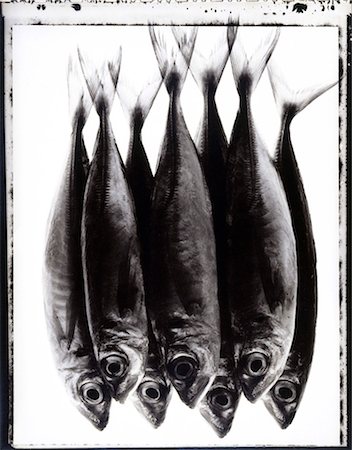 Saurel marine fish Stock Photo - Rights-Managed, Code: 825-05988361