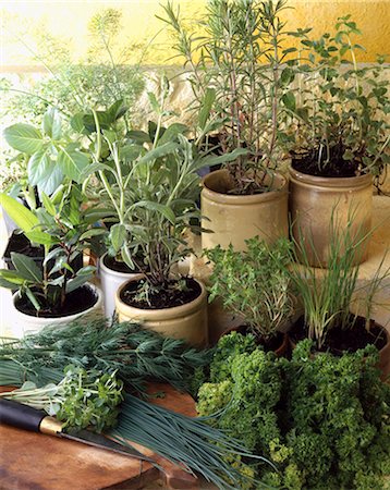 Fresh herbs Foto de stock - Con derechos protegidos, Código: 825-05988402