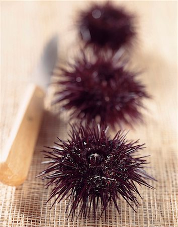 equinoideos - Sea urchins Foto de stock - Con derechos protegidos, Código: 825-05988714