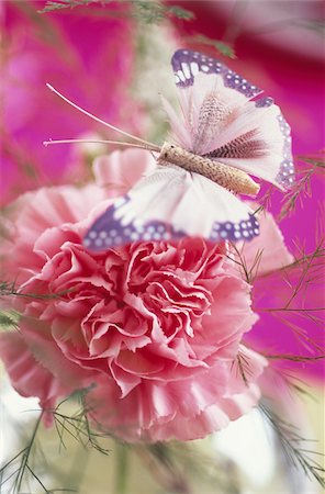 Carnation and butterfly,table presentation Stock Photo - Rights-Managed, Code: 825-06046863