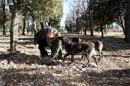 dig up - Homme à la recherche de truffes avec ses chiens Photographie de stock - Rights-Managed, Code: 825-06046976