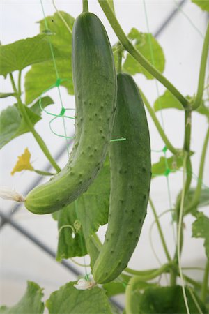 simsearch:652-03801665,k - Cucumbers on the plant Fotografie stock - Rights-Managed, Codice: 825-06048074