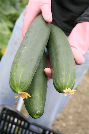 simsearch:652-03801665,k - Cucumbers Fotografie stock - Rights-Managed, Codice: 825-06048075