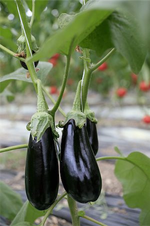 simsearch:652-03801665,k - Eggplants on the plant Fotografie stock - Rights-Managed, Codice: 825-06048070