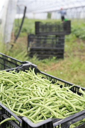simsearch:652-03801665,k - Picking organic green beans Fotografie stock - Rights-Managed, Codice: 825-06048072
