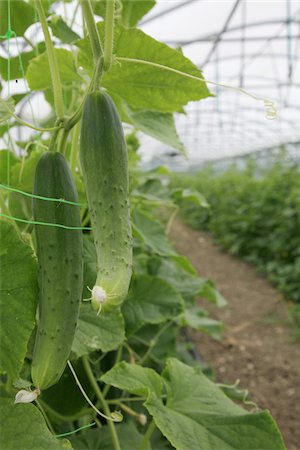 simsearch:652-03801665,k - Cucumbers on the plant Fotografie stock - Rights-Managed, Codice: 825-06048073