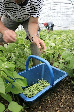 simsearch:652-03635670,k - Cueillette des haricots verts oraganic Photographie de stock - Rights-Managed, Code: 825-06048084