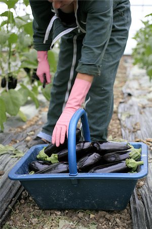 simsearch:652-03801665,k - Gathering organic eggplants Fotografie stock - Rights-Managed, Codice: 825-06048082