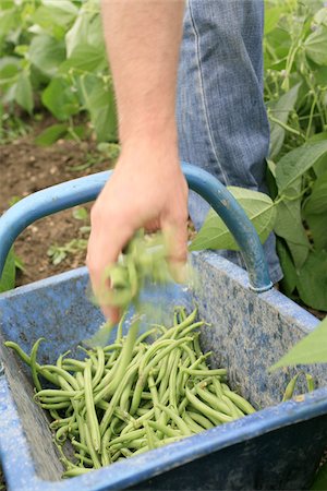 simsearch:652-03635670,k - Cueillette des haricots verts oraganic Photographie de stock - Rights-Managed, Code: 825-06048083