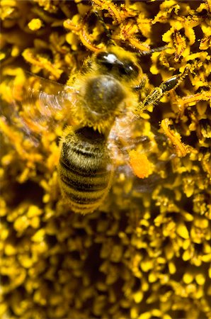 pólen - Bee on a flower Stock Photo - Rights-Managed, Code: 825-06048589