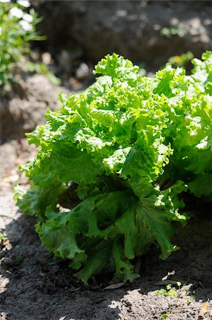 simsearch:652-03801665,k - Lettuce growing in the vegetable garden Fotografie stock - Rights-Managed, Codice: 825-06049294