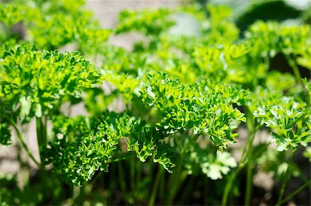 parsley - Curly parsley growing in the vegetable garden Stock Photo - Rights-Managed, Code: 825-06049297
