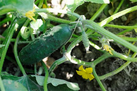 simsearch:652-03801665,k - Cucumber growing in the vegetable garden Fotografie stock - Rights-Managed, Codice: 825-06049299