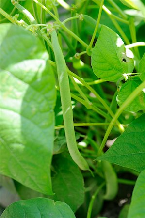simsearch:652-03801665,k - Green beans growing in the vegetable garden Fotografie stock - Rights-Managed, Codice: 825-06049304