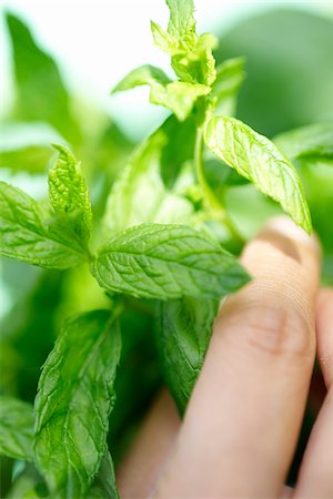 Menthe fraîche Photographie de stock - Rights-Managed, Code: 825-06049322