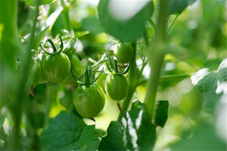 Tomatoes on the plant Foto de stock - Con derechos protegidos, Código: 825-06049354