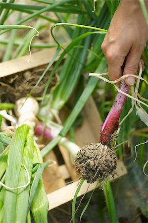 small box - Gathering onions and shallots Stock Photo - Rights-Managed, Code: 825-06049382