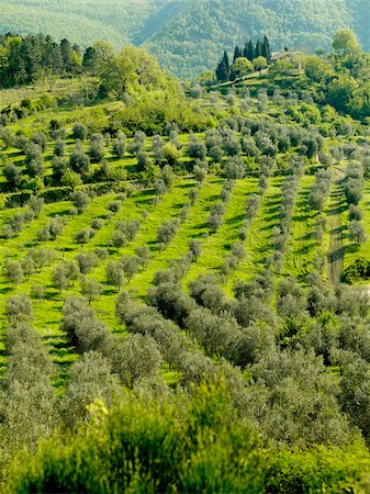 Olive grove Stock Photo - Rights-Managed, Code: 825-06315461