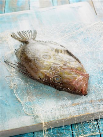 fresh blue fish - John Dory Stock Photo - Rights-Managed, Code: 825-06316786