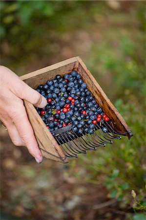 Picking blueberries and cranberries Photographie de stock - Rights-Managed, Code: 825-06816849