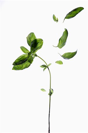 Branch of basil on a white background Stock Photo - Rights-Managed, Code: 825-06817871