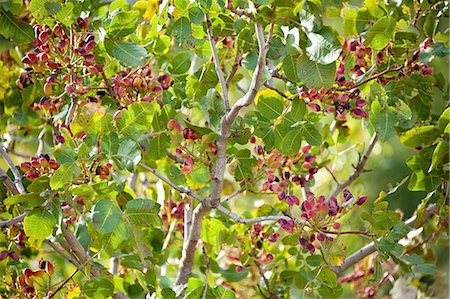 fruit tree - Pistachios on the branch Stock Photo - Rights-Managed, Code: 825-06818235