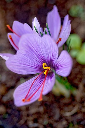 safran (épice) - Saffron flowers Photographie de stock - Rights-Managed, Code: 825-06818230