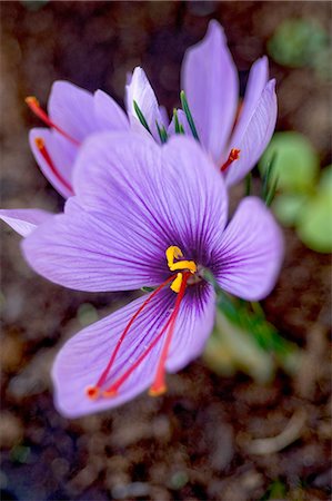 pistil - Saffron flowers Stock Photo - Rights-Managed, Code: 825-06818230