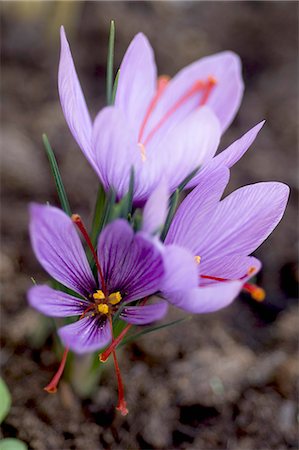 safran (épice) - Saffron flowers Photographie de stock - Rights-Managed, Code: 825-06818231