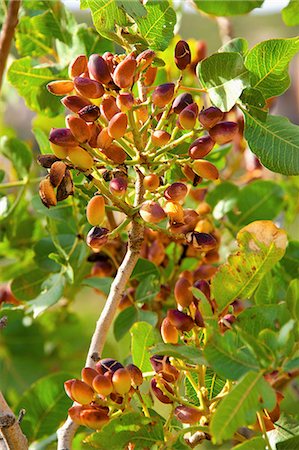 pistachio - Pistachios on the branch Photographie de stock - Rights-Managed, Code: 825-06818233