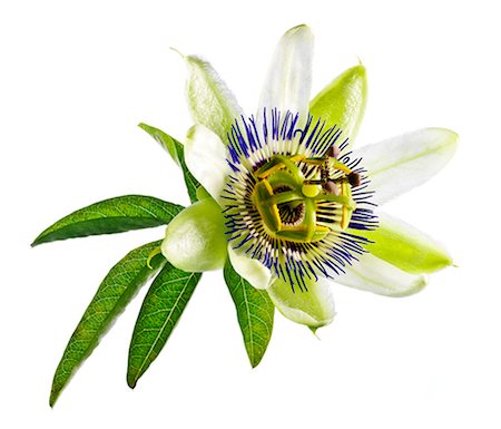 simsearch:825-07078175,k - Passion flower Stock Photo - Rights-Managed, Code: 825-07076470