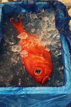 poisson rouge - Fish in a crate of ice Photographie de stock - Rights-Managed, Code: 825-07076704