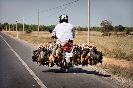 Man transporting live chickens on a moped ,Cambodia Foto de stock - Con derechos protegidos, Código: 825-07077156
