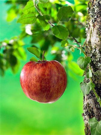 simsearch:825-07078261,k - Red apple falling from the tree Foto de stock - Direito Controlado, Número: 825-07077516