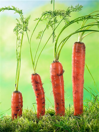 simsearch:652-03804501,k - Dalton carrots in the ground Photographie de stock - Rights-Managed, Code: 825-07077519