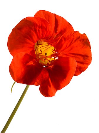 flowers isolated white background - Nasturtium Foto de stock - Con derechos protegidos, Código: 825-07077605