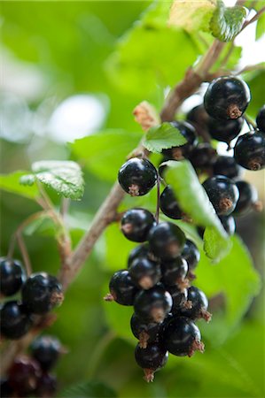 Blackcurrants on the bush Stock Photo - Rights-Managed, Code: 825-07077601