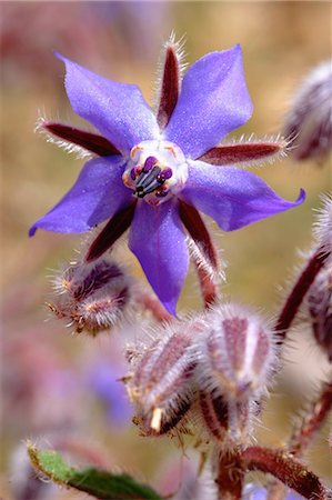 simsearch:825-07077874,k - Borage flowers Photographie de stock - Rights-Managed, Code: 825-07077833
