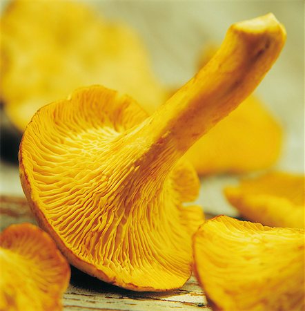 simsearch:825-07076525,k - Chanterelles Fotografie stock - Rights-Managed, Codice: 825-07078142