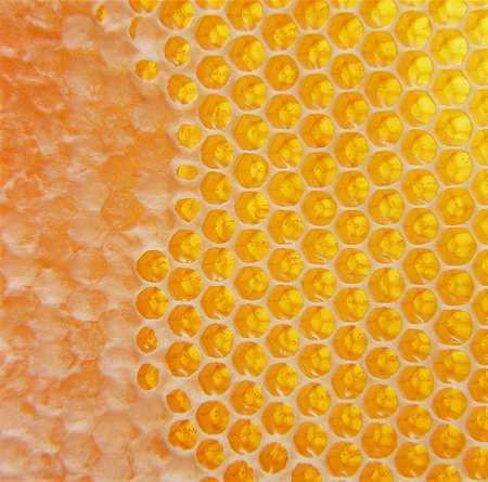 Honeycomb Photographie de stock - Rights-Managed, Code: 825-07078186