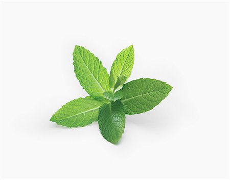 plants white background - Fresh mint Stock Photo - Rights-Managed, Code: 825-07078315