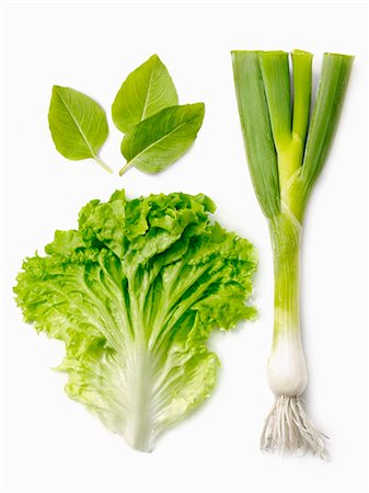 photograph of lettuce - Leek,lettuce leaf and basil Foto de stock - Con derechos protegidos, Código: 825-07649177