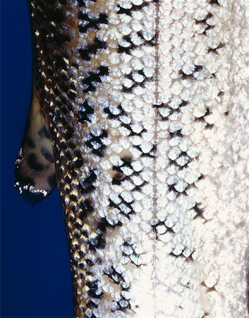 escama - Trout scales Foto de stock - Con derechos protegidos, Código: 825-02304403