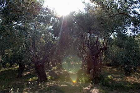 olive grove Stock Photo - Rights-Managed, Code: 825-02305286