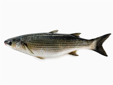 grey mullet Stock Photo - Rights-Managed, Code: 825-02305361