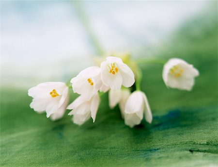 onion flowers Stock Photo - Rights-Managed, Code: 825-02306333