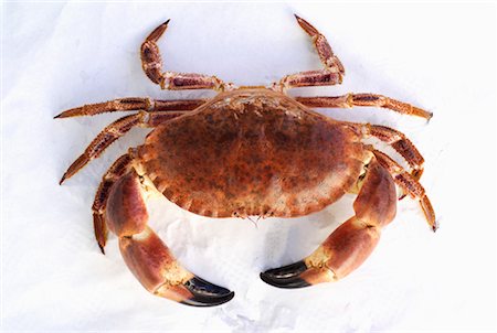 edible crab Foto de stock - Con derechos protegidos, Código: 825-02306867