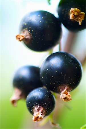 blackcurrants Stock Photo - Rights-Managed, Code: 825-02306883